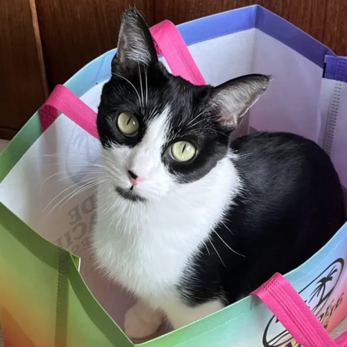 Un chat noir et blanc aux grands yeux verts est assis à l'intérieur d'un sac de courses en tissu coloré aux motifs dégradés.