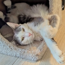 Un chat blanc et gris, allongé sur le dos dans une niche en peluche, regarde l'objectif avec ses pattes avant croisées.