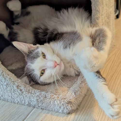 Un chat blanc et gris, allongé sur le dos dans une niche en peluche, regarde l'objectif avec ses pattes avant croisées.
