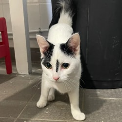 Un jeune chat blanc avec des taches noires sur la tête et le dos se tient debout sur un sol carrelé devant une poubelle noire.
