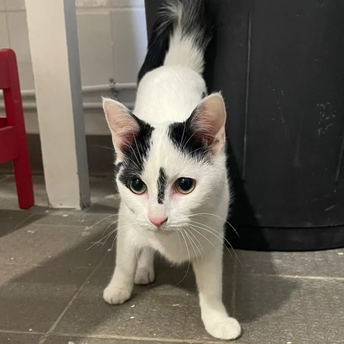 Un jeune chat blanc avec des taches noires sur la tête et le dos se tient debout sur un sol carrelé devant une poubelle noire.