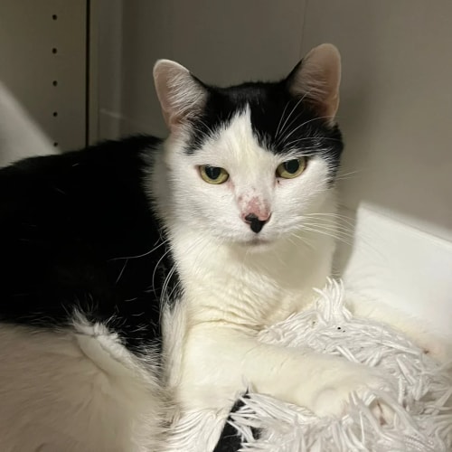 Un chat noir et blanc au regard intense est allongé sur une couverture blanche à poils longs. Il a une petite tache noire sur le nez et semble regarder fixement vers l'objectif.