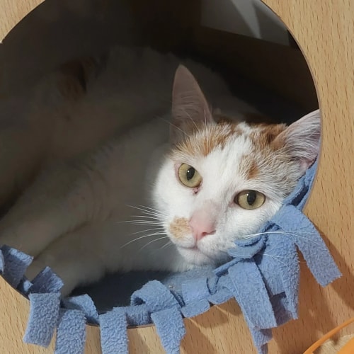 Un chat blanc et roux, au regard apaisé, est allongé dans une niche en bois douillette, agrémentée d'une bordure en tissu polaire bleu.