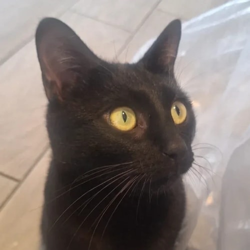 Gros plan sur un chat noir aux grands yeux jaunes expressifs regardant vers le haut, avec un pelage sombre et des moustaches fines sur un fond carrelé clair.