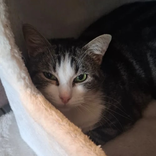 Un chat tigré et blanc avec des yeux verts, niché confortablement à l'intérieur d'un abri en peluche blanc et moelleux, regarde directement vers l'appareil photo.