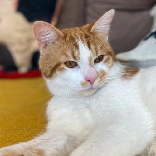 Un chat au pelage blanc et roux regarde vers la droite, allongé sur une surface jaune, dans une pièce à l'intérieur.