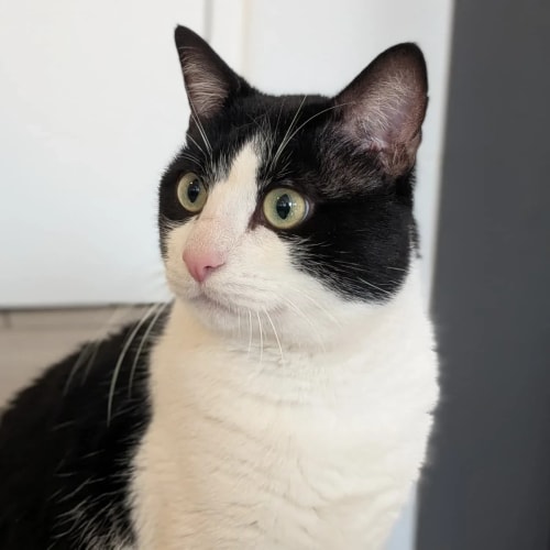 Un chat au pelage noir et blanc, avec un regard attentif dirigé vers la gauche, un museau rose et de longues moustaches, pris en gros plan devant un fond neutre.