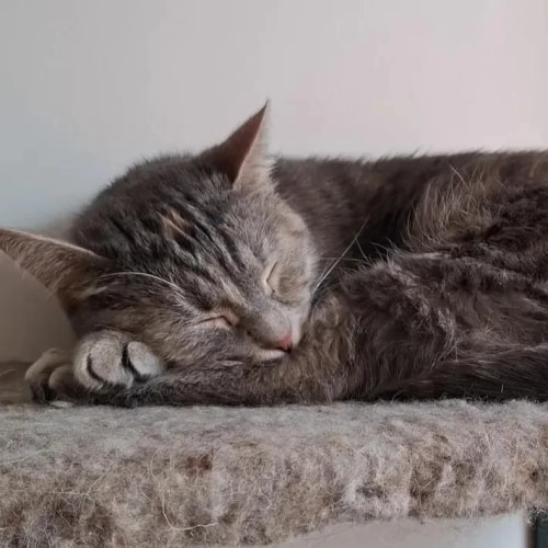 Un chat gris tigré dort paisiblement en boule sur une couverture colorée, la tête appuyée contre un coussin à motifs.