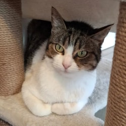 Un chat tigré et blanc est assis confortablement sur une plateforme d'un arbre à chat, regardant directement l'objectif avec ses yeux clairs.