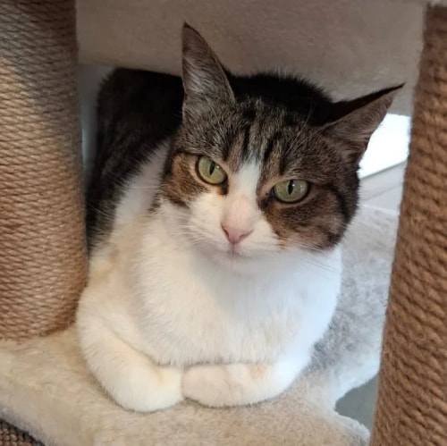 Un chat tigré et blanc est assis confortablement sur une plateforme d'un arbre à chat, regardant directement l'objectif avec ses yeux clairs.