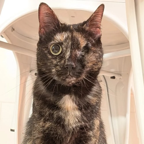 Un chat au pelage écaille de tortue, avec un seul œil, assis devant une chaise blanche.