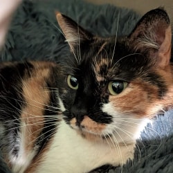 Un chat tricolore avec des taches noires, rousses et blanches, allongé confortablement sur un coussin gris en fausse fourrure.