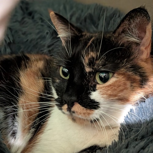 Un chat tricolore avec des taches noires, rousses et blanches, allongé confortablement sur un coussin gris en fausse fourrure.