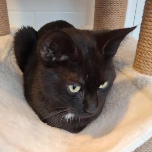 Un chat noir avec une petite tache blanche sur le cou, assis confortablement dans un hamac en peluche douce d'un arbre à chat.