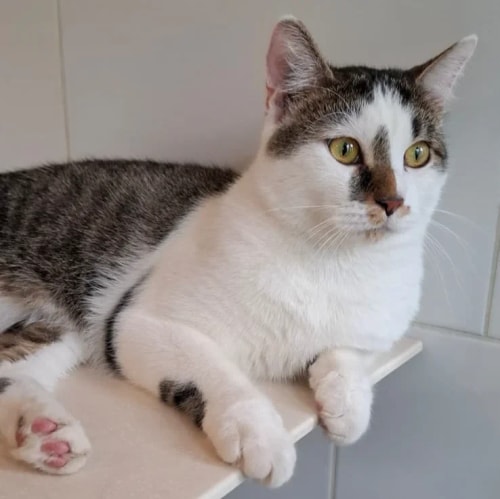 Un chat à la robe bicolore noire et blanche regarde sur le côté, assis devant une fenêtre avec une inscription partiellement visible.
