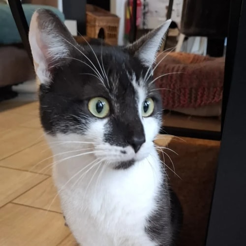 Un chat noir et blanc aux grands yeux attentifs regarde sur le côté, à l'intérieur d'une maison.