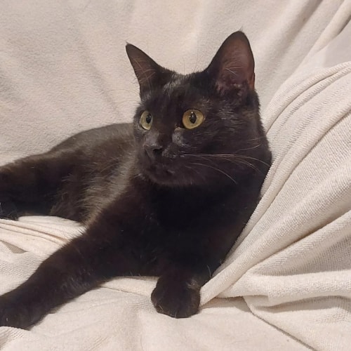 Un chat noir aux yeux verts, debout sur un sol carrelé, regardant sur le côté, avec des pieds de chaise en arrière-plan.