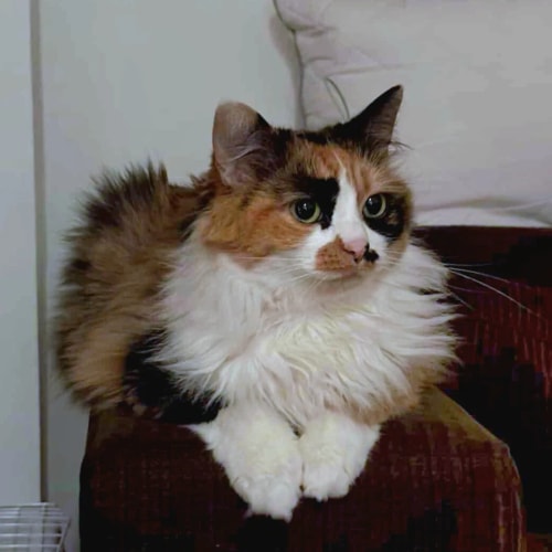 Un chat tricolore au pelage blanc, noir et roux observe curieusement depuis une structure blanche. Ses yeux sont verts et il a une petite tache noire près du nez.