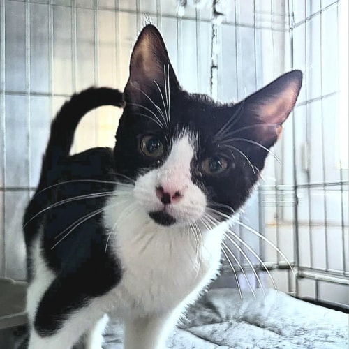 Un chaton noir et blanc regarde l'objectif avec curiosité depuis une cage en métal.