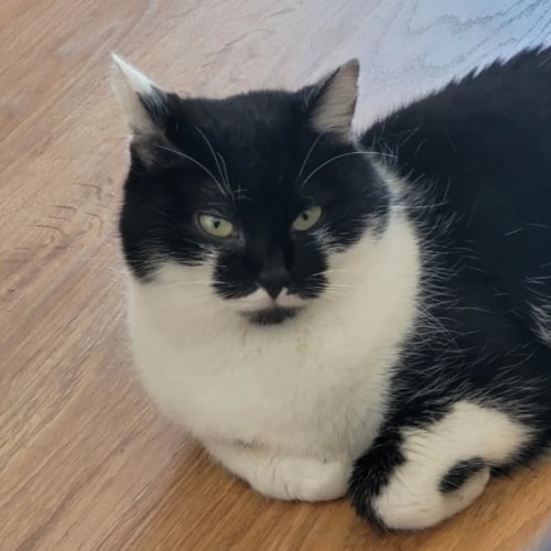 Un chat noir et blanc est assis sur un sol en bois clair, regardant fixement l'objectif avec une expression sérieuse.