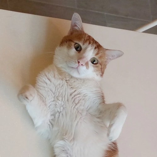 Un chat blanc et roux est allongé sur le dos, regardant la caméra avec curiosité, ses pattes avant repliées près de son corps.