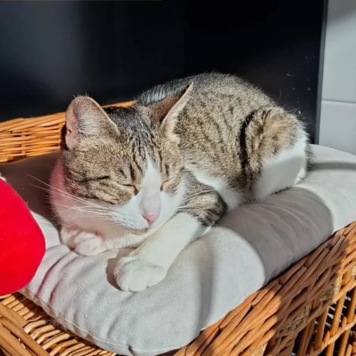 Un chat tigré et blanc dort paisiblement sur un coussin gris posé dans un panier en osier sous la lumière du soleil.