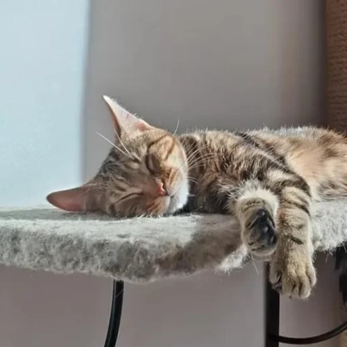 Un chat tigré dort paisiblement sur une plateforme recouverte de tissu pelucheux, avec une patte étendue vers le bas.