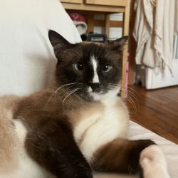 Un chat siamois avec une tache blanche sur le nez et les yeux bleus, allongé confortablement sur un canapé blanc dans un intérieur domestique.
