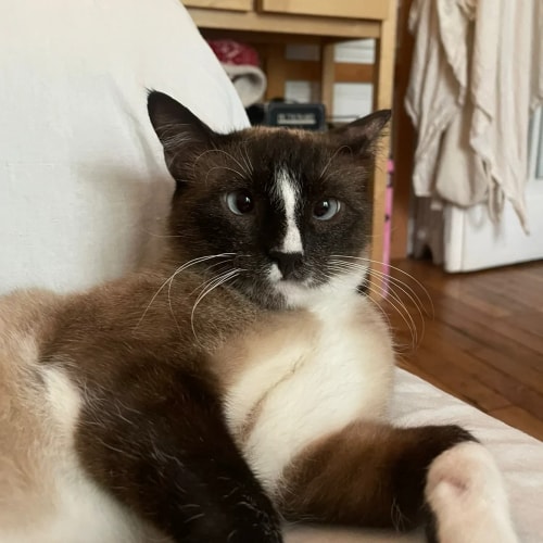 Un chat siamois avec une tache blanche sur le nez et les yeux bleus, allongé confortablement sur un canapé blanc dans un intérieur domestique.