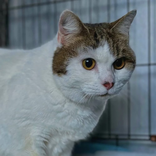 Un chat blanc et gris dort paisiblement en boule sur un petit tapis texturé de couleur rose corail posé sur un support en bois.