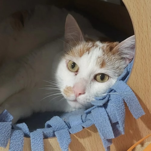 Un chat bicolore noir et blanc dort paisiblement dans un hamac en peluche beige, avec une patte avant qui pend gracieusement dans le vide.