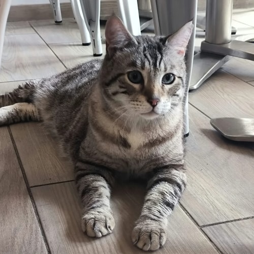 Un chat noir et blanc au regard intense est allongé sur une couverture blanche à poils longs. Il a une petite tache noire sur le nez et semble regarder fixement vers l'objectif.