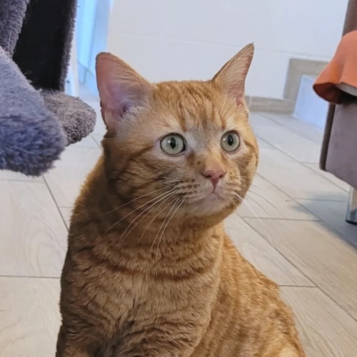 Un chat tigré roux aux yeux verts regardant attentivement sur le côté, assis sur un sol carrelé dans une pièce lumineuse.