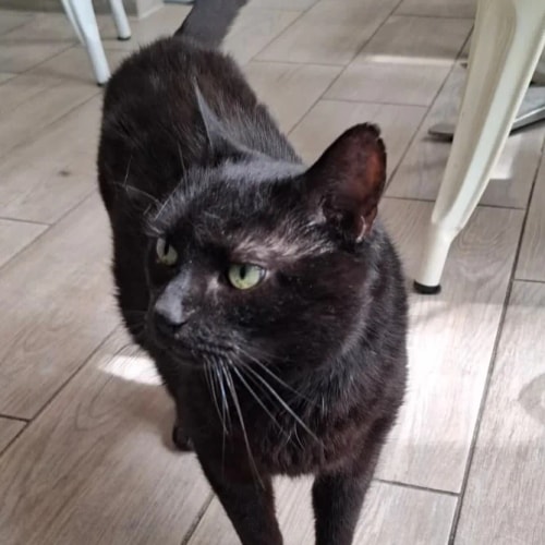 Un chat noir aux yeux verts, debout sur un sol carrelé, regardant sur le côté, avec des pieds de chaise en arrière-plan.