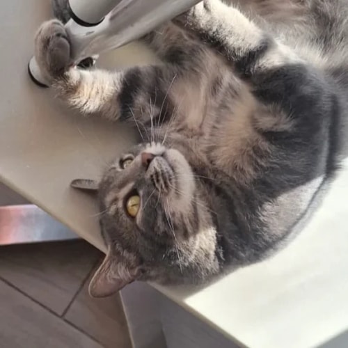Un chat gris tigré est allongé sur le dos, la tête renversée, en jouant avec le pied d'une table en métal.