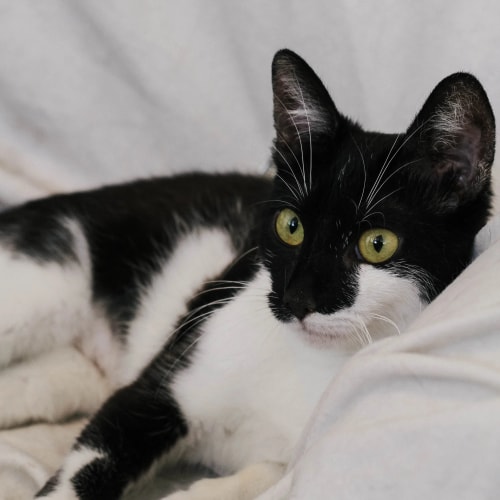 Un chat noir et blanc aux yeux verts, allongé confortablement sur un tissu blanc.