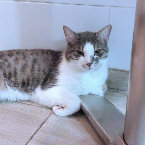 Un chat blanc et roux, au regard apaisé, est allongé dans une niche en bois douillette, agrémentée d'une bordure en tissu polaire bleu.