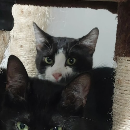 Deux chats noir et blanc regardent vers l'avant, nichés dans les recoins d'un arbre à chat en sisal.