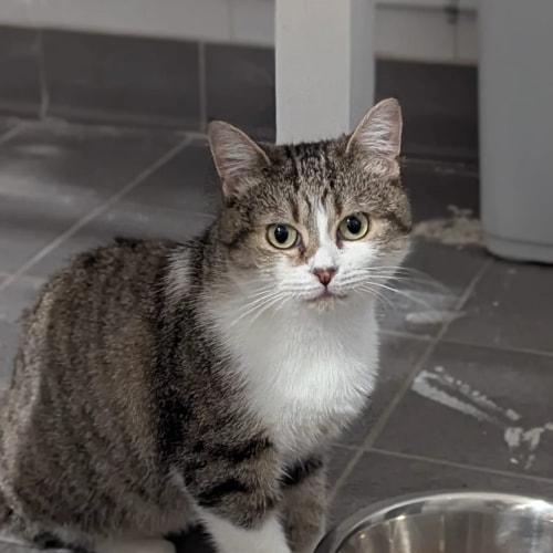 Un chat tigré et blanc avec des yeux attentifs, assis sur un sol carrelé gris à côté d'une gamelle en métal.