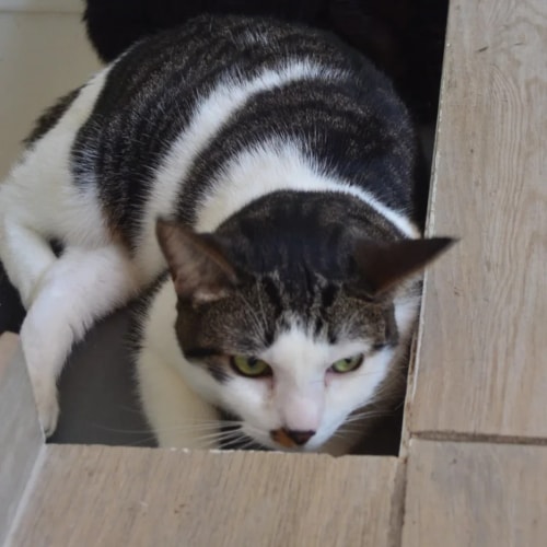 Un chat bicolore blanc et gris foncé est allongé sur le côté sur un sol carrelé imitation bois, regardant vers l'objectif avec ses pattes avant repliées.