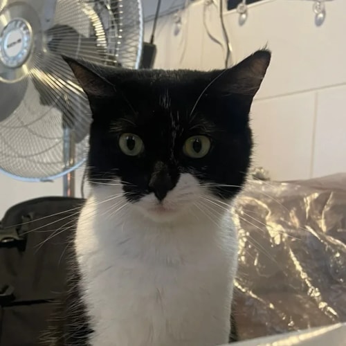 Gros plan sur un chat noir et blanc aux grands yeux attentifs, regardant vers le haut avec curiosité dans un intérieur domestique.