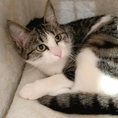 Un chaton tigré et blanc avec de grands yeux expressifs est allongé confortablement sur une surface en tissu clair, regardant vers la caméra.