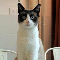 Un chat au pelage blanc et brun foncé avec des yeux bleus perçants, regardant fixement l'objectif, assis à l'intérieur avec une prise électrique murale en arrière-plan.