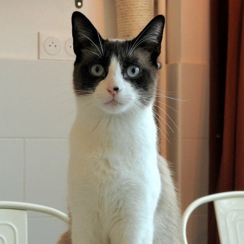Un chat au pelage blanc et brun foncé avec des yeux bleus perçants, regardant fixement l'objectif, assis à l'intérieur avec une prise électrique murale en arrière-plan.