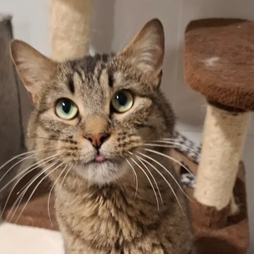 Portrait d'un chat tabby aux yeux clairs, regardant l'objectif, avec un bout de langue dépassant légèrement de sa bouche. Il se trouve près d'un arbre à chat.