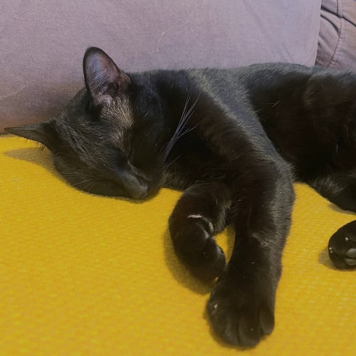 Un chat noir dort paisiblement sur un canapé au revêtement jaune vif.