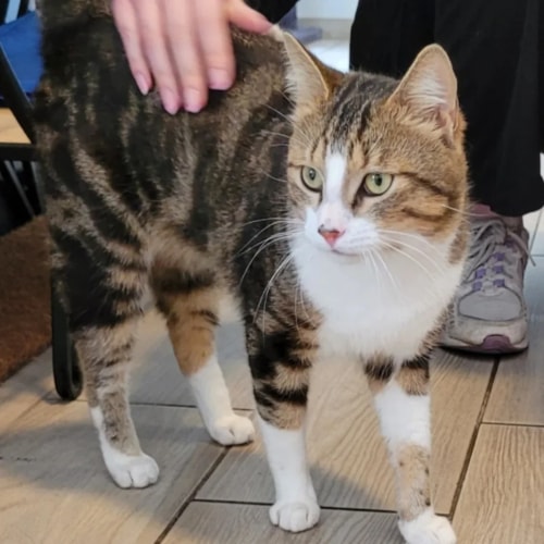 Un chat tigré brun et blanc se tient debout sur un sol carrelé alors qu'une main le caresse doucement sur le dos.