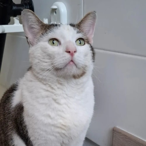 Un chat blanc et gris, aux yeux verts attentifs, regarde vers le haut en étant assis devant un mur blanc avec un support métallique en arrière-plan.