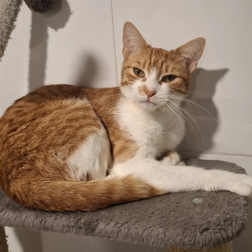 Un chat tigré roux aux yeux verts regardant attentivement sur le côté, assis sur un sol carrelé dans une pièce lumineuse.