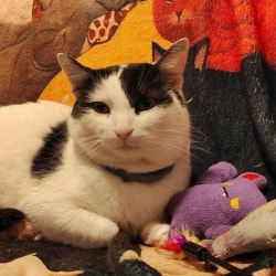 Un chat noir et blanc au regard attentif, confortablement installé à l'intérieur d'une niche douillette en tissu gris.